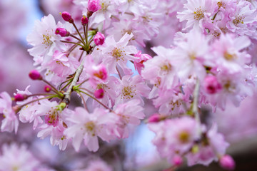 半木の道の紅枝垂れ桜