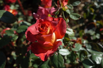 Orange blend Flower of Rose 'Leonidas' in Full Bloom
