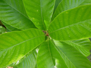 green leaf on a nature background