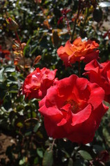 Orange blend Flower of Rose 'Leonidas' in Full Bloom

