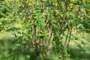 blooming Bush of barberry with tiny yellow flowers