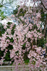 Obraz premium 半木の道の紅枝垂れ桜
