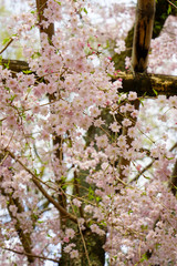 上賀茂神社の枝垂れ桜