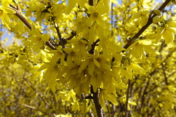 Lots of yellow flowers of forsythia in April