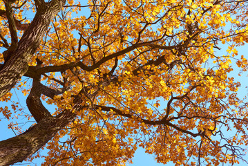 Fototapeta premium Autumn tree with a golden leaves against blue sky