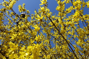 Lush yellow flowers on branches of forsythia against blue sky in April