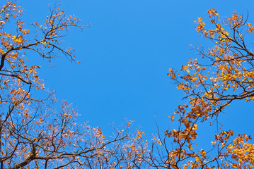 Autumn tree with a golden leaves against blue sky