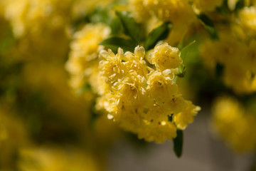 Rosa banksiae in summer 