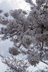 賀茂川沿いの桜の木々