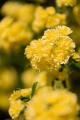 Rosa banksiae in summer 