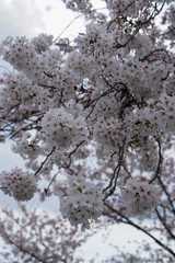 賀茂川沿いの桜の木々