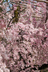 半木の道の紅枝垂れ桜