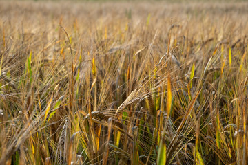 Wheat crop