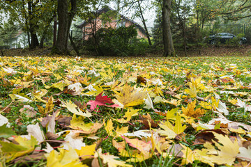 Autumn leafs fallen of trees