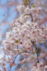 半木の道の紅枝垂れ桜