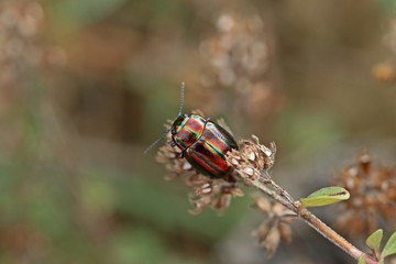 Regenbogen-Blattkäfer (Chrysolina cerealis) auf Thymian. © Schmutzler-Schaub