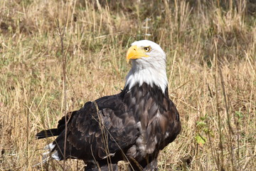 Sea eagle, bald eagle portrait