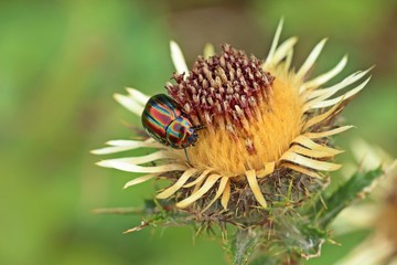 Regenbogen-Blattkäfer (Chrysolina cerealis) auf  Golddistel (Carlina vulgaris). © Schmutzler-Schaub