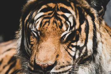 Sumatra-Tiger im Porträt IV