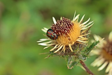 Regenbogen-Blattkäfer (Chrysolina cerealis) auf  Golddistel (Carlina vulgaris). © Schmutzler-Schaub