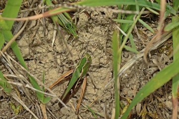 Zwei rivalisierende Heidegrashüpfer (Stenobothrus lineatus) am Dörnberg.
