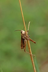 Toter Grashüpfer an Grashalm