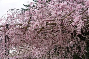 半木の道の紅枝垂れ桜