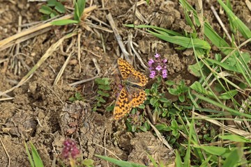  Magerrasen-Perlmutterfalter (Boloria dia).