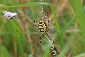 Trächtige Wespenspinne (Argiope bruennichi).