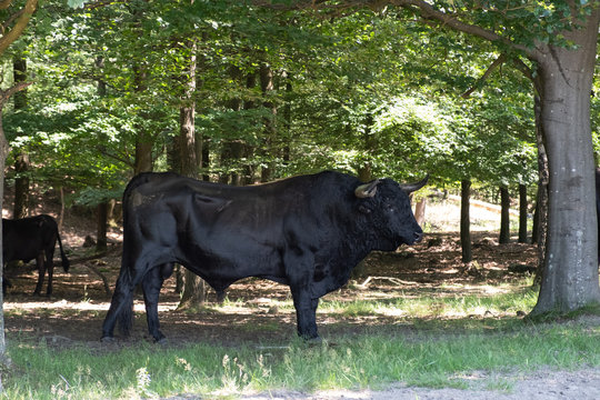 Spanish cattle in the Netherlands