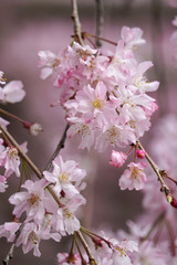 半木の道の紅枝垂れ桜