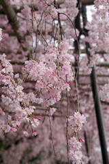 半木の道の紅枝垂れ桜