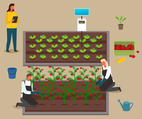 Fototapeta premium Scientists grow crop, using the energy of the solar panel. Harvest vegetables. Hydroponics and urban agriculture. Growing plants in a system without soil. Tomatoes and cabbage. Flat vector image