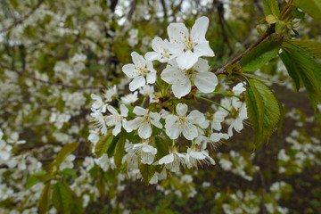 Numerous white flowers of sweet cherry in mid April