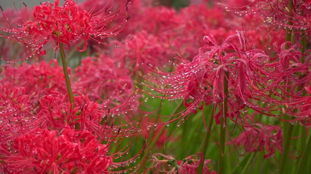 Beautiful japanese beautiful Lycoris radiata Lily spider. Dew drops falling on flower petals. Red flowers in the park.