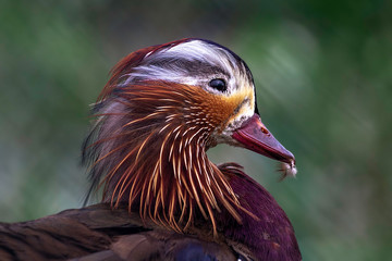 Mandarin duck male close up portrait. Color outdoor wildlife portrait.