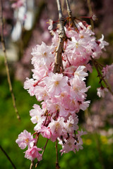 半木の道の紅枝垂れ桜