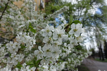 Plenty of white flowers of sweet cherry tree in April