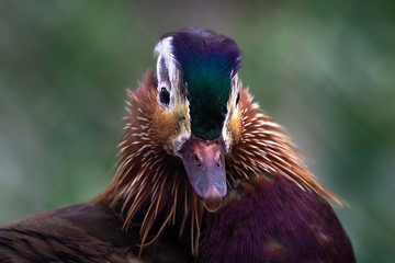 Mandarin duck male close up portrait. Color outdoor wildlife portrait.