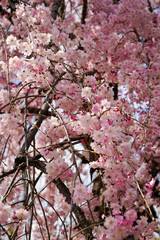 Fototapeta premium 紅枝垂れ桜