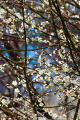 Scientific name is Prunus mume.English name is Japanese apricot.