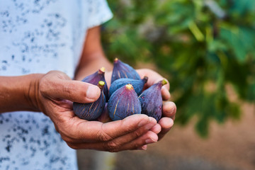 man with freshly collected figs in his hands