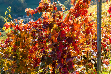 Vines with red leaves stand on a steep vineyard slope in Germany in the bright sun.