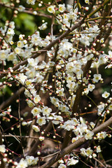 Scientific name is Prunus mume.English name is Japanese apricot.