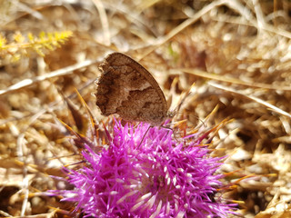 Farfalla