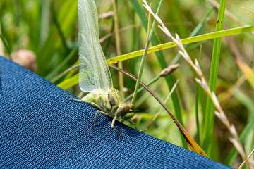 birth dragonfly, young dragonfly
