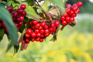 red currant berries