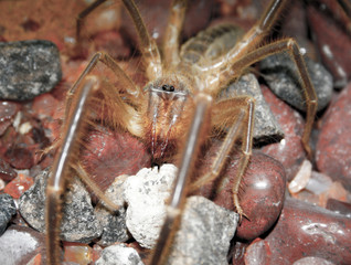 A closeup of a Camel Spider in captivity