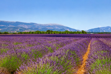 Fototapeta na wymiar Purple violet color sunny blurred lavender flower field closeup background. Provence region of france.