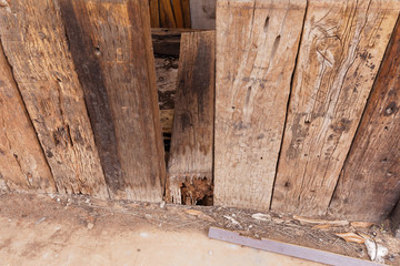 wood decay on old plank 